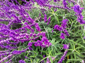 Salvia leucantha - blossom